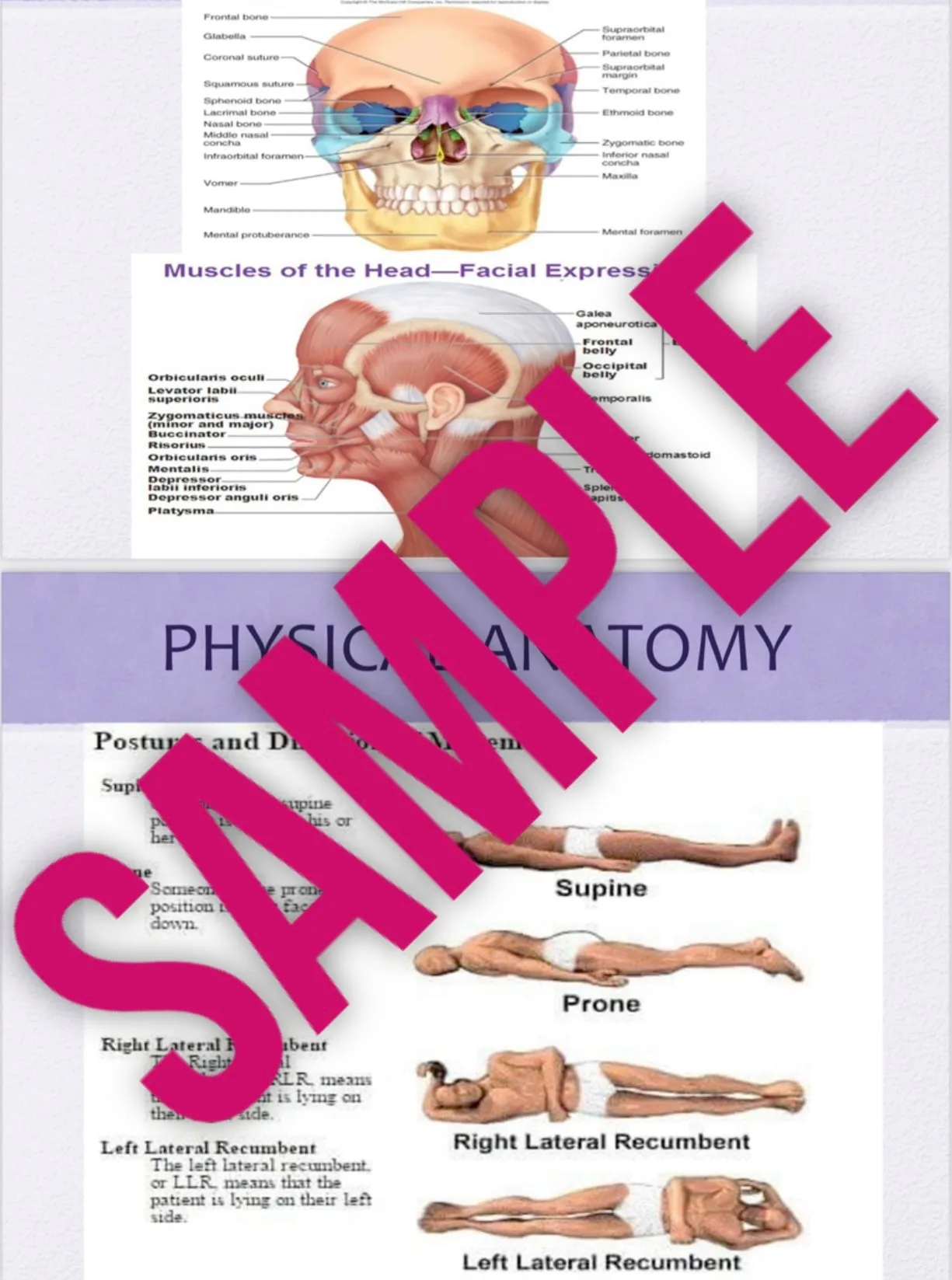 Comprehensive Body Sculpting Training- Online Certification - Learn From A Professional